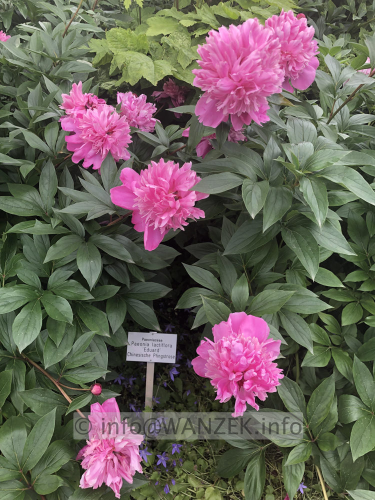 Paeonia lactiflora Eduard 01.JPG